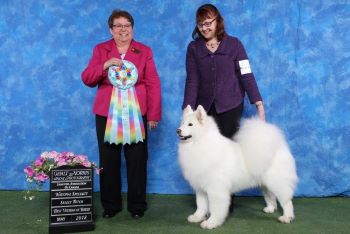 Iceway samoyeds deals